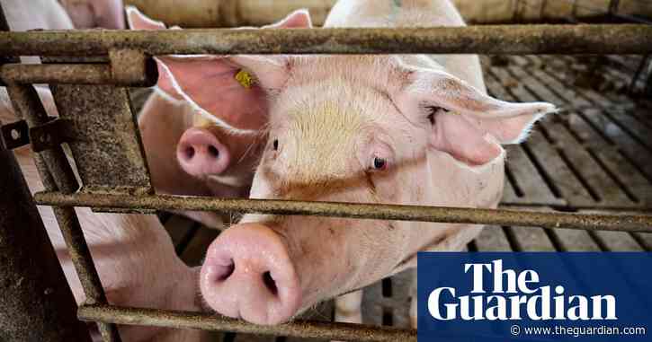 Humanised kidneys grown inside pigs for the first time