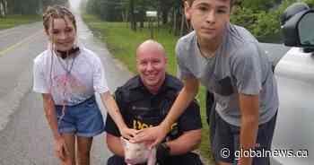 ‘Fastest piglet alive’ snared by police, helpers after dodging vehicles in Ontario town