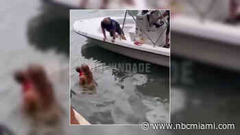 Video shows woman who jumped into bay with child near Brickell Key