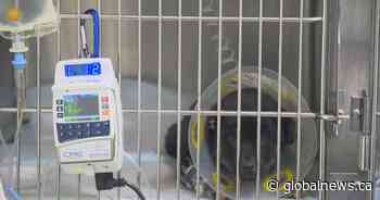 New Hope Dog Rescue in Saskatoon warns dog owners of canine parvovirus