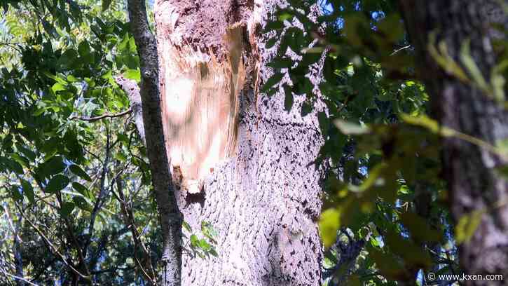 Tree limbs falling due to heat, drought and recent ice storm