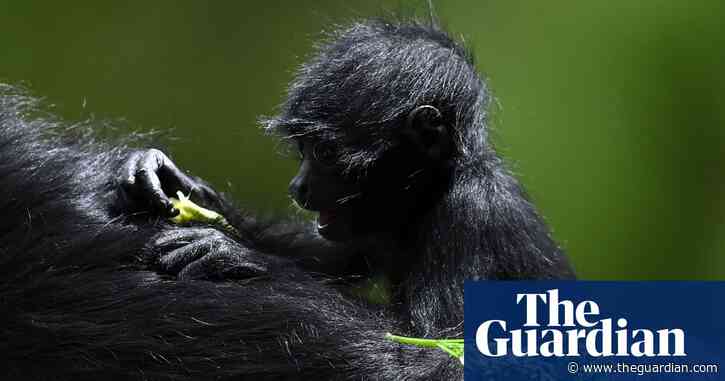 Social media platforms to face £18m fines for publishing animal cruelty content