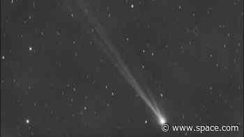 Newfound Comet Nishimura got its tail blown off by a solar storm. It grew back and still looks gorgeous (photos)