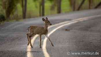 Vorsicht Mallorca-Urlauber: 10 Prozent aller spanischen Wildunfälle finden auf den Balearen statt