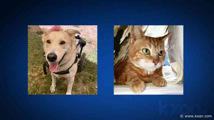 Austin Pets Alive! Mayor of Pawstin results in runoff between top 2 candidates