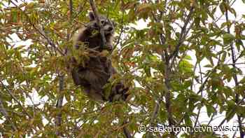 Wayward raccoon falls asleep outside Saskatoon Starbucks