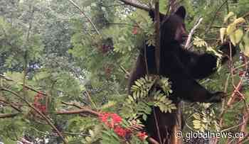 More bear activity expected ahead of hibernation in Crowsnest Pass