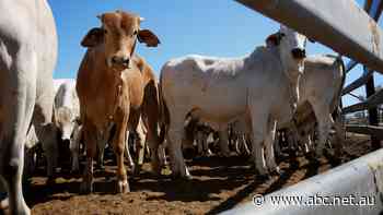 Indonesia poised to resume live cattle imports from Australia