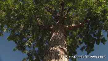 Homeowners in Marshall Fire area can get free trees