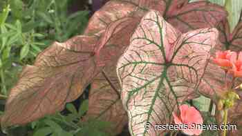 Proctor's Garden: Cool plants for hot weather