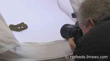 Denver Zoo animals to be featured in National Geographic photo project