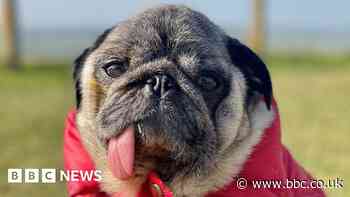 Vet prices: 'I spent £12,000 on my pug'