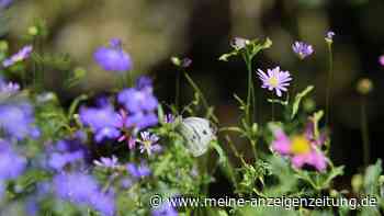 Statt Rasen: Eine Blumenwiese im Garten anlegen