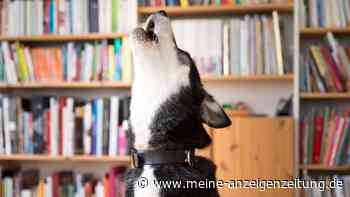 Bello allein zuhause - so verringern Sie Trennungsstress