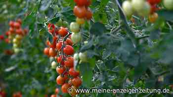 Neue Tipps für den Tomatenanbau: Regelmäßig gießen