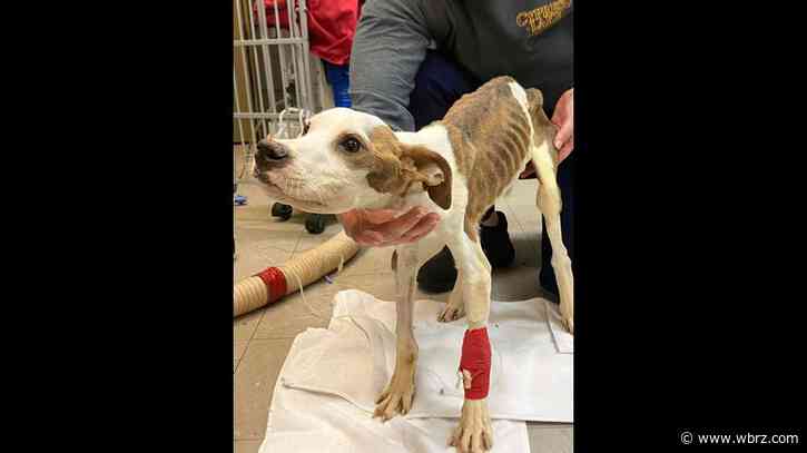 Dog brought to Ascension Parish animal shelter fighting to survive