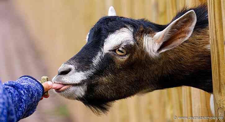 Weltkindertagsfest bietet buntes Programm für die ganze Familie – Die Stadt Bensheim und die Karl Kübel Stiftung laden ein