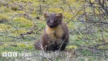 Rare pine marten makes 60-mile Yorkshire journey