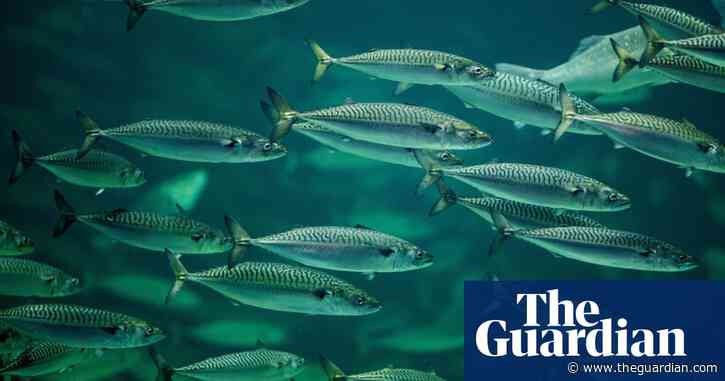 Shrinking fish drive decline in size of animal and plant species, says study