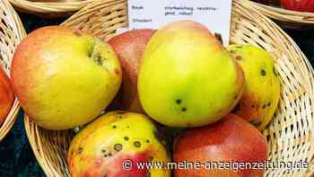 Äpfel mit Pickel und Schorfflecken: Kann man sie noch essen?