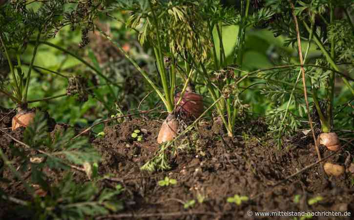 Grüne Küche: Wie Nachhaltigkeit die Catering-Welt revolutioniert