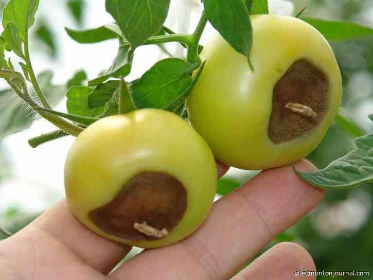 GROWING THINGS: How to dodge the blossom end rot blues