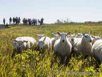 Learn about the city and its history: Five things to do this weekend in Saskatoon, Sept. 8-10