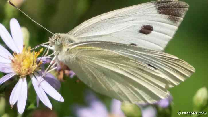 A Review of the New Sigma 100-400mm f/5-6.3 DG DN OS Contemporary Lens for Fujifilm X Cameras