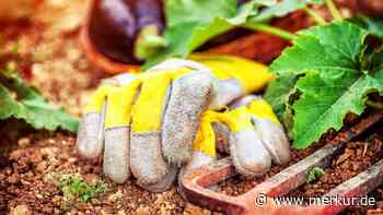 Herbstbepflanzung: Bunte Ideen für Topf und Beet