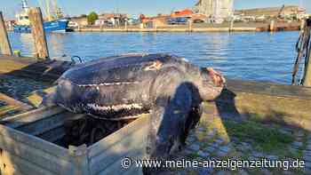 Forschende obduzieren tote Lederschildkröte aus der Nordsee