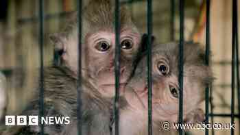 Tech giants face fines for animal cruelty videos