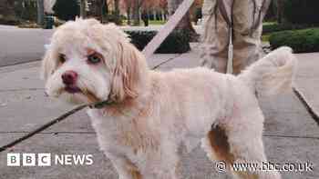 Concern as pandemic puppies reach difficult age