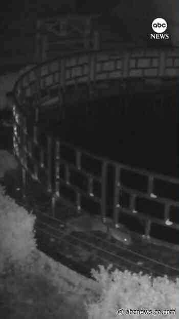 WATCH:  Otter unmasked as culprit behind koi theft at hotel pond