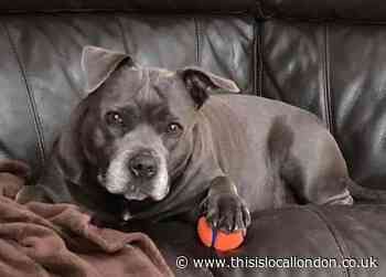 Sidcup: Saffi the Staffy ‘dumped in Footscray Meadows river’