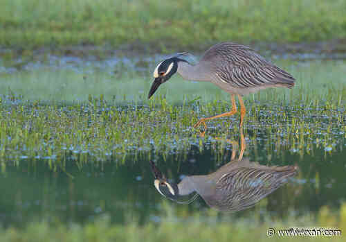 Fall bird migration in full swing