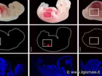 Creati i primi reni embrionali umanizzati. Un passo avanti nel trapianto di organi