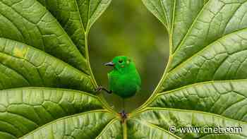 Avian Awe: See the Stunning Bird Photographer of the Year Winners     - CNET