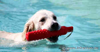 Bamberg: Hundebadetag im Stadionbad lädt zum Planschen ein
