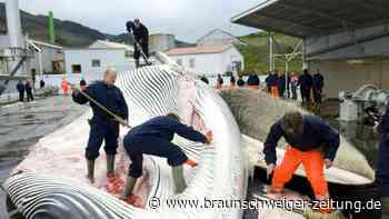 Islands Walfänger erlegen die ersten Finnwale der Saison