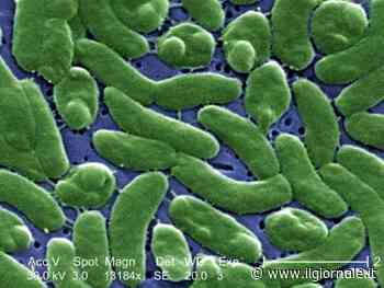Vibrio vulnificus, il batterio-mangiacarne. Cos'è, i sintomi e come comportarsi