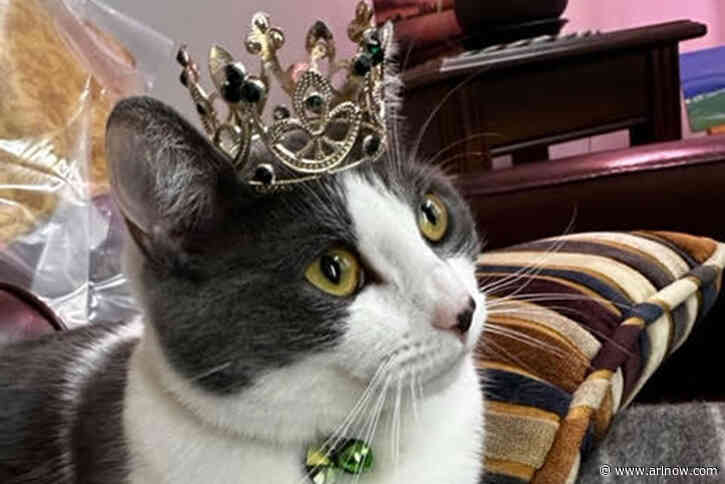 Arlington Pet of the Week: Princess Kona!