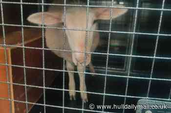 Hull rescue charity wants answers after maggot-infested sheep found dying