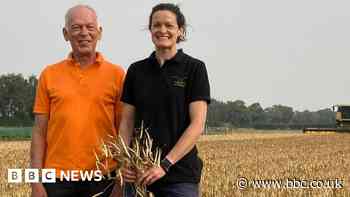 University of Warwick harvests beans fit for British summer