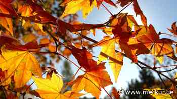 Experten rechnen mit Hitze-Herbst – was Sie im Garten beachten müssen
