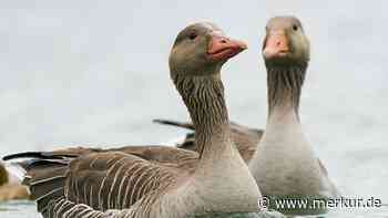 Saugwürmer trüben Spaß im Staffelsee