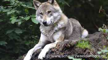 Zu zweit im Nordschwarzwald?: Wolf hat wohl Gesellschaft bekommen