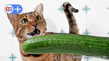 Lustige Katzenvideos: Forschungsprojekt untersucht das Leiden der Tiere