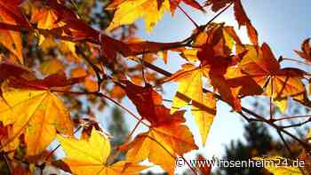 Experten rechnen mit Hitze-Herbst – was Sie im Garten beachten müssen