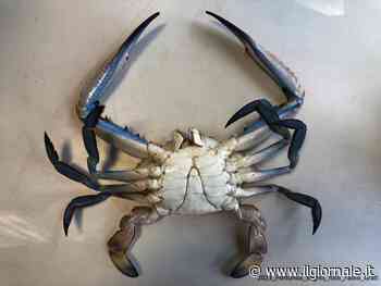 Non solo granchio blu, l'Italia è invasa da specie aliene: l'allarme di Coldiretti