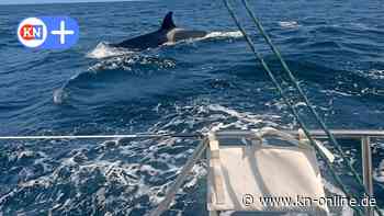 Atlantik: Boot von deutscher Seglerin Clara Weimer von Orcas angegriffen